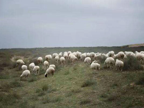 宁夏牧羊实景