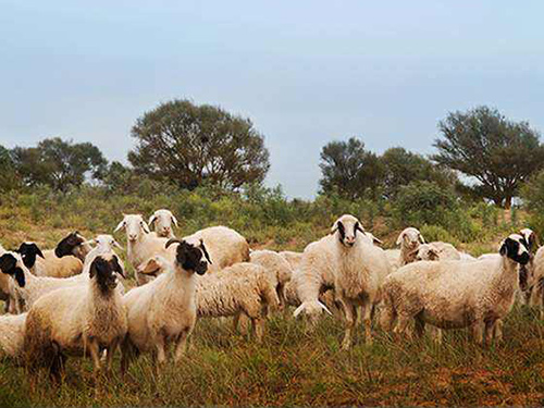 滩羊牧羊实景